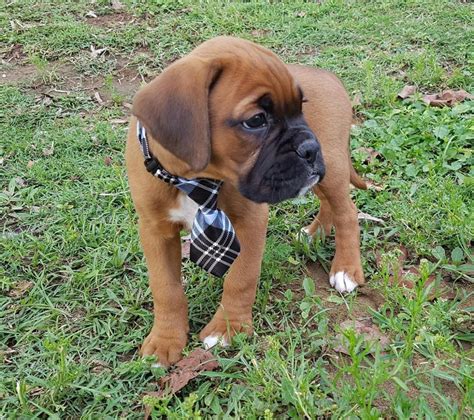 He was then imported to the United States in 1903 and was accepted by the American Kennel Club the following year. . Boxer puppies for sale in nc